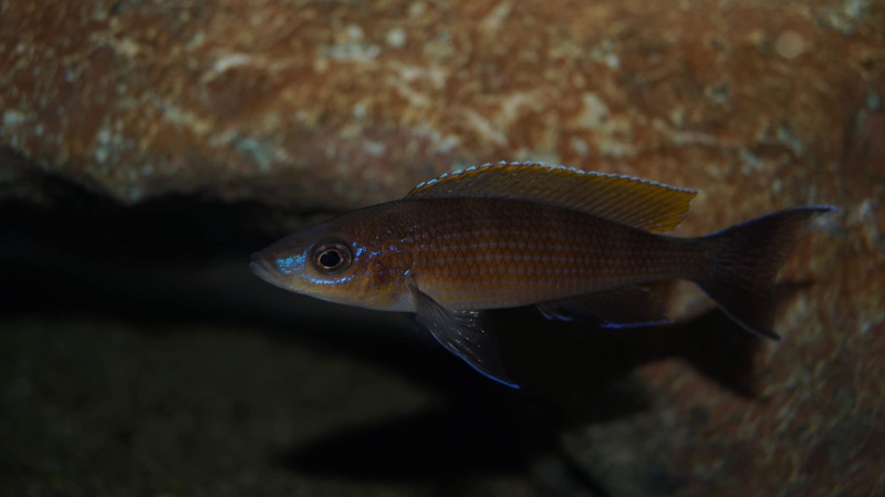 Paracyprichromis brieni 'Milima Island'